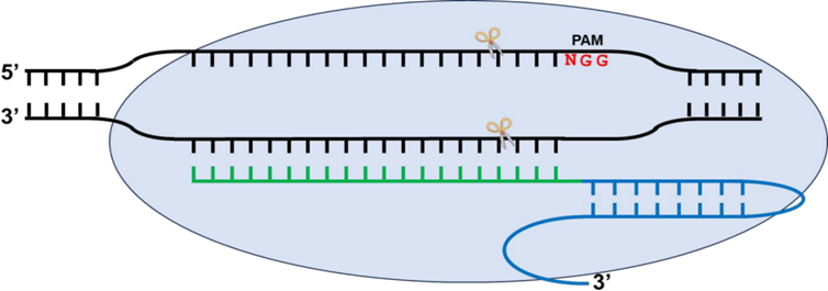 EasyTransf 高效胞嘧啶碱基编辑试剂盒