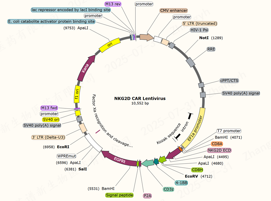 NKG2D CAR-T 现货慢病毒